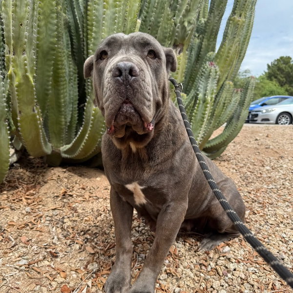 Roxy