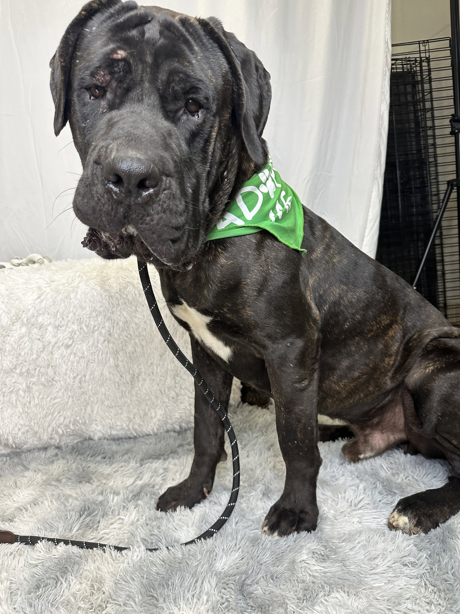 Kane - adopted Image
