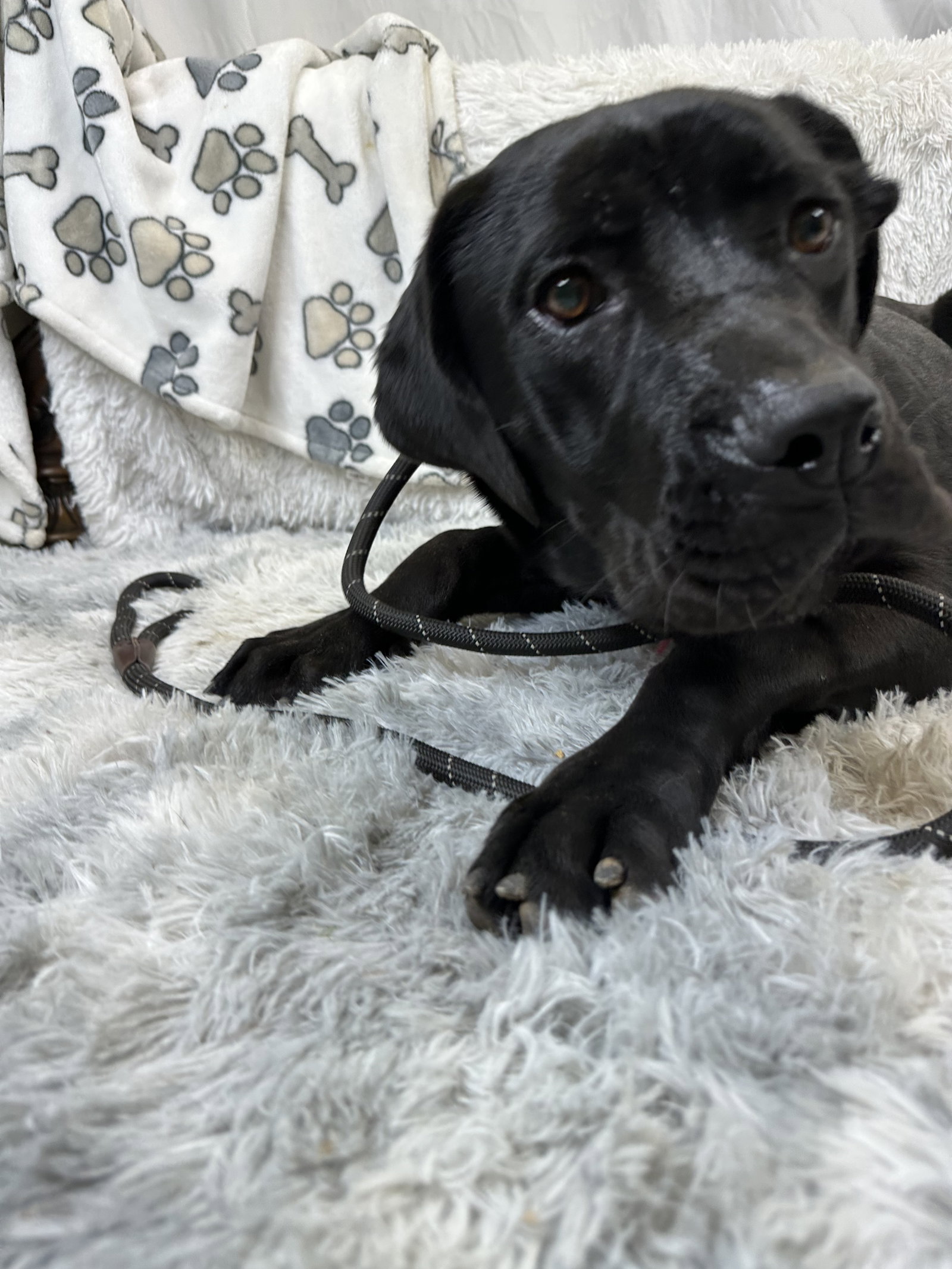 Jessica Rabbit - adopted Image