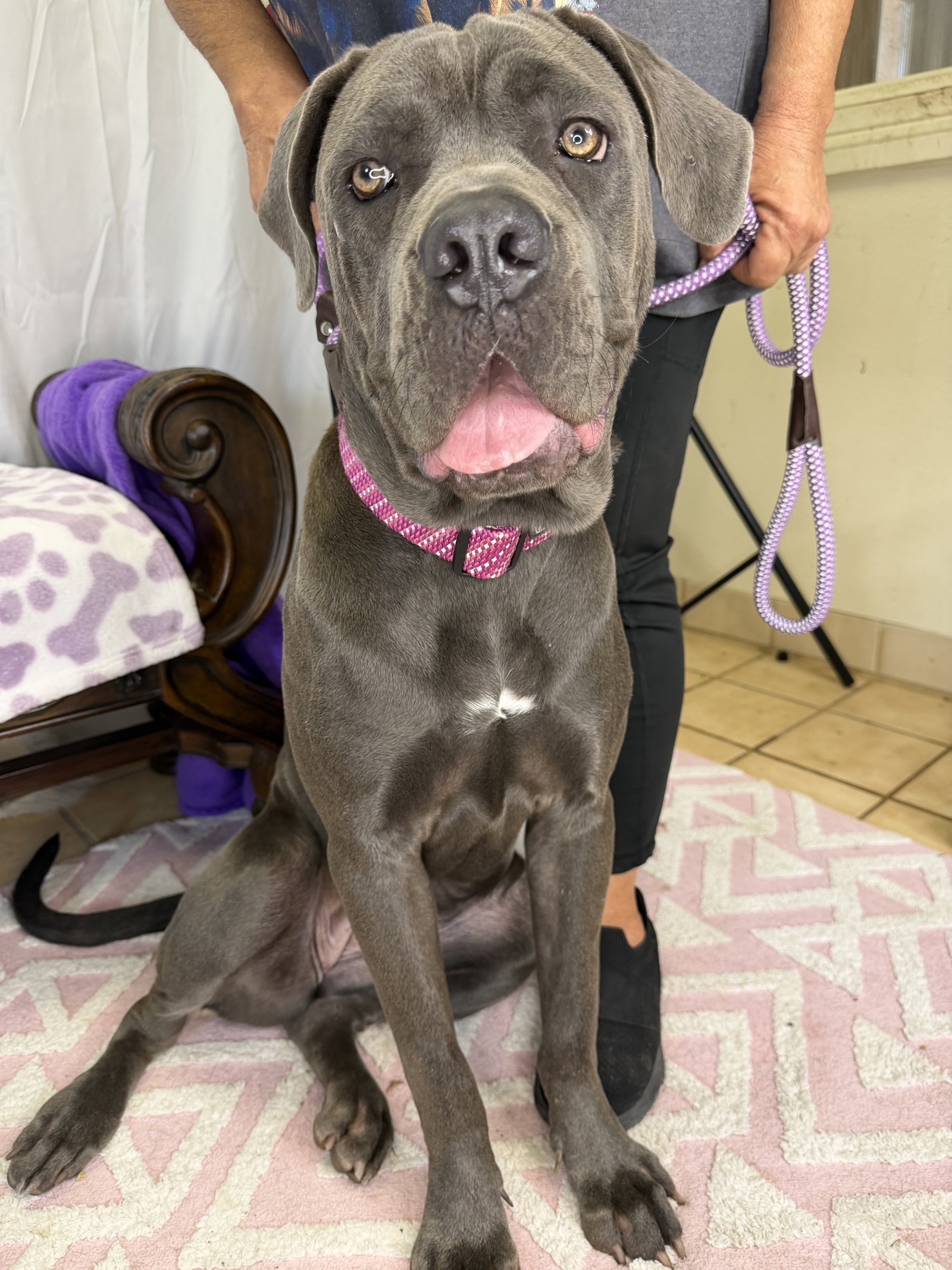 Megan - ADOPTION PENDING Image