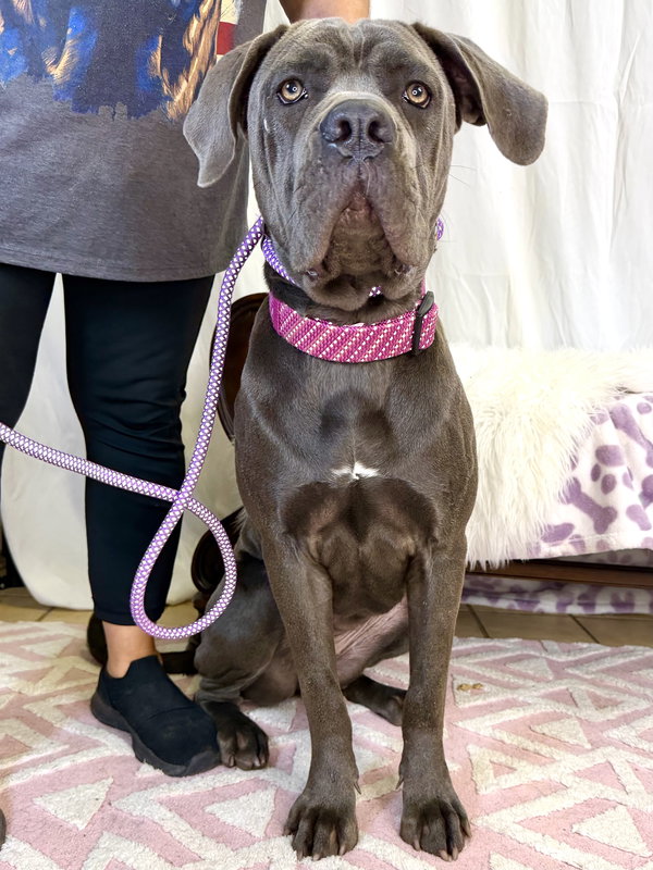 Megan - ADOPTION PENDING