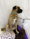 Marmaduke