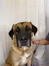 Marmaduke