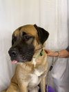 Marmaduke