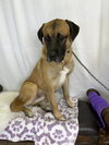 Marmaduke