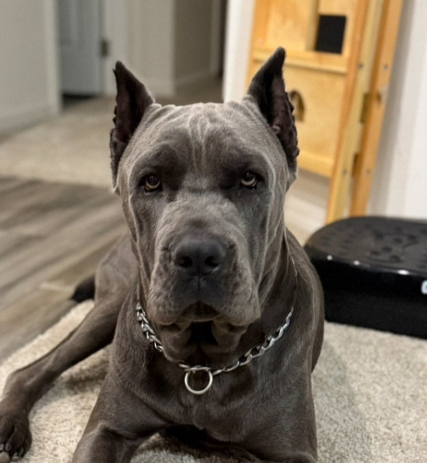 Odin - adopted Image