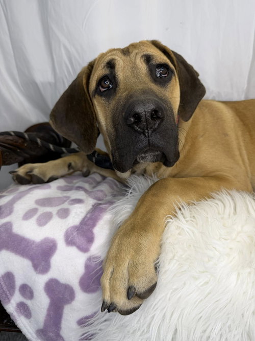 DEWEY - ADOPTED - Great Dane / Cane Corso Mastiff available for adoption