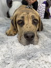 Lewie