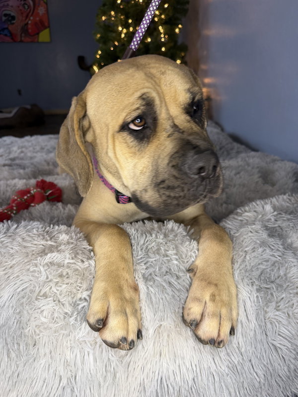 Millie - adopted