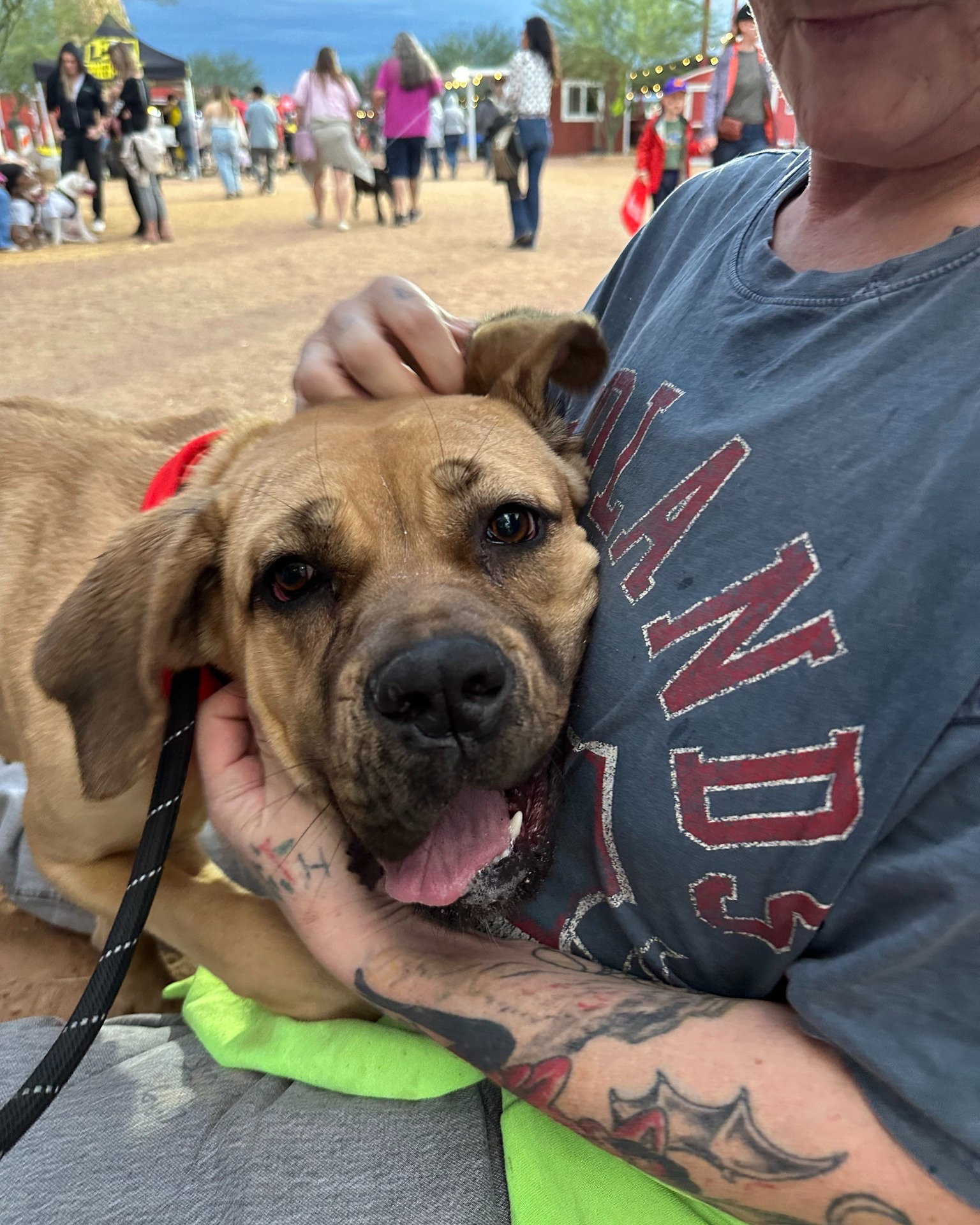 Sandi - adopted Image