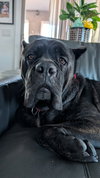 Grizz- adopted