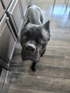 Grizz- adopted
