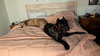 Grizz- adopted