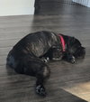 Grizz- adopted