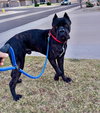 Grizz- adopted