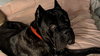 Grizz- adopted