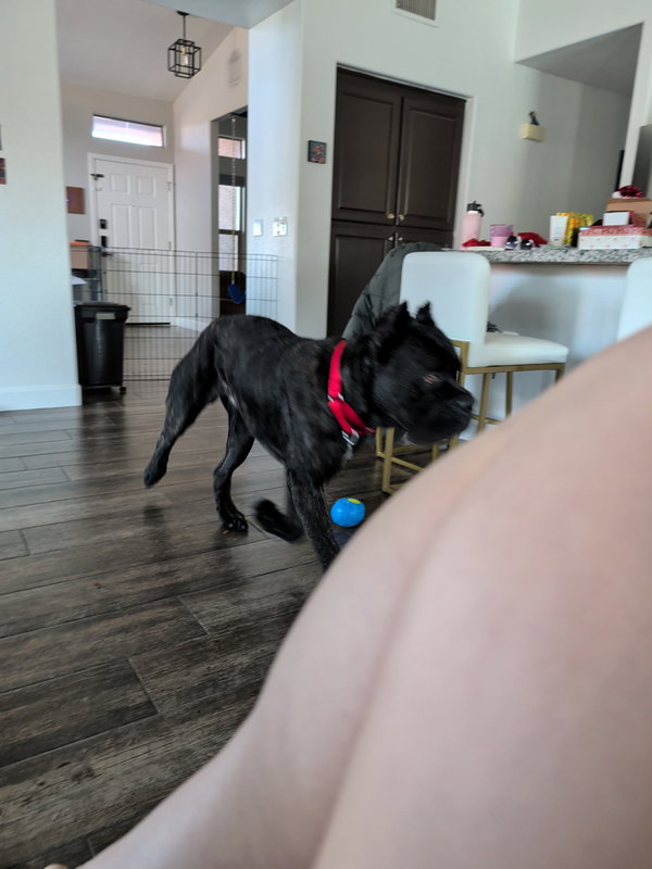 Grizz- adopted