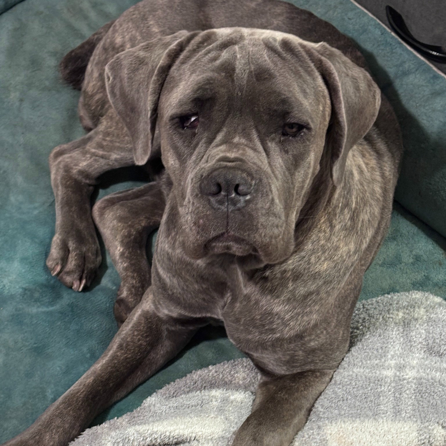 Jayla - Adopted Image