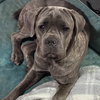 Jayla