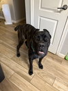 Lucy