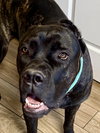Lucy