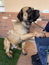 Boswell