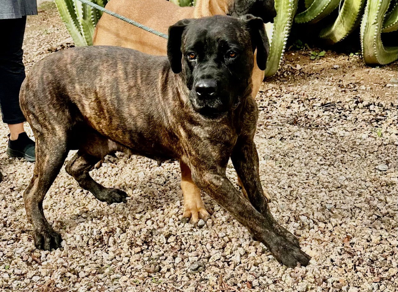 Lucy Image