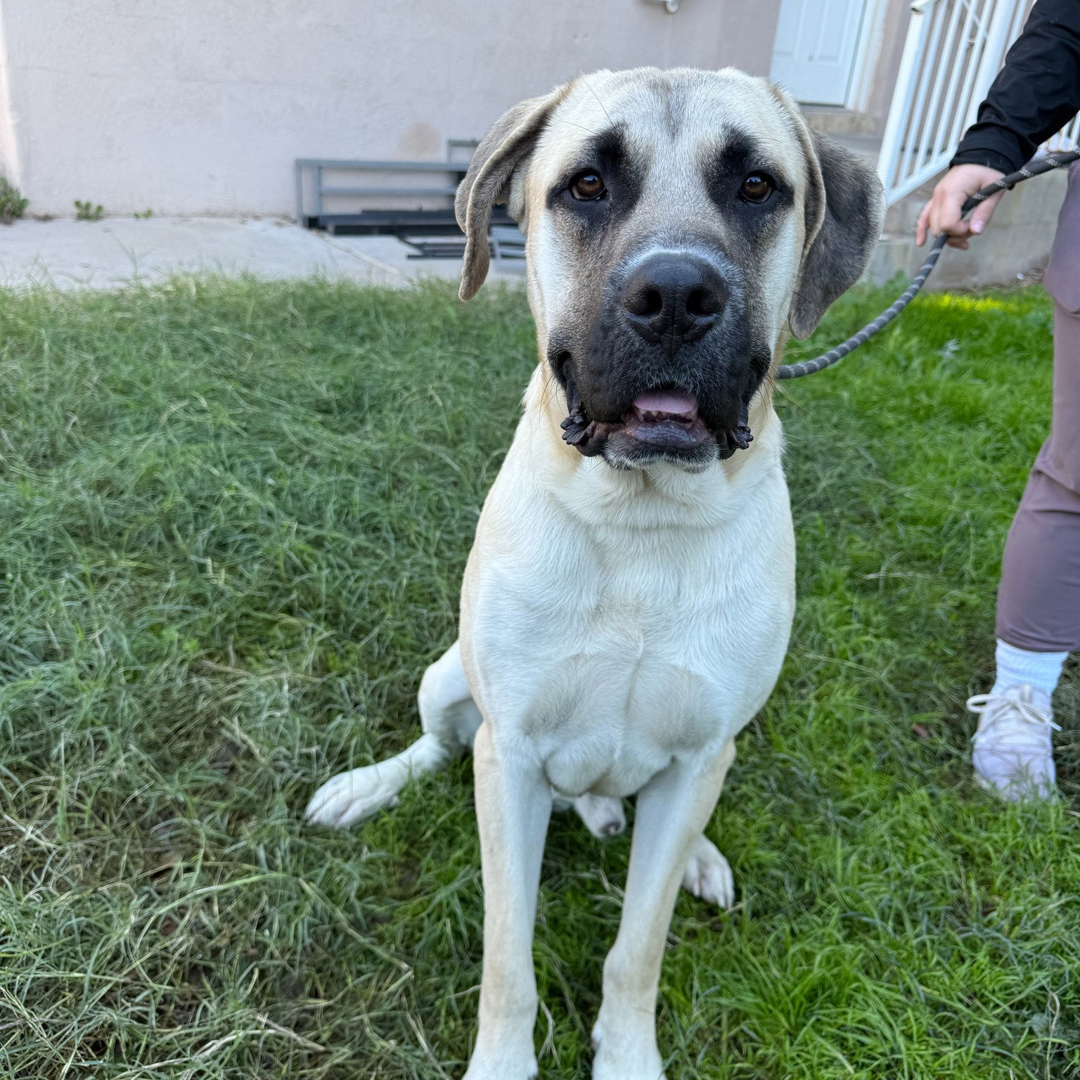 Milo - adopted Image