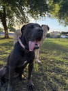 Darla