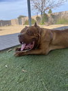 Oso