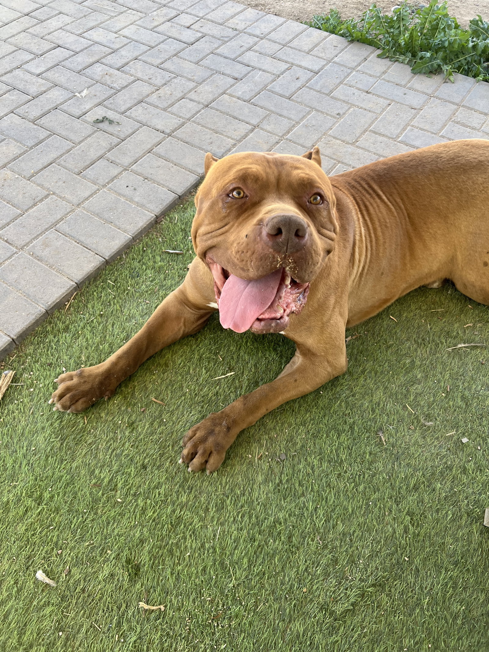 Oso - adopted Image