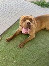 Oso