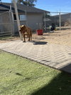 Oso