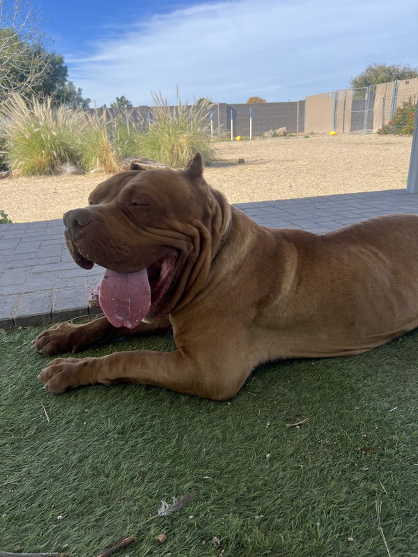 Oso - adopted