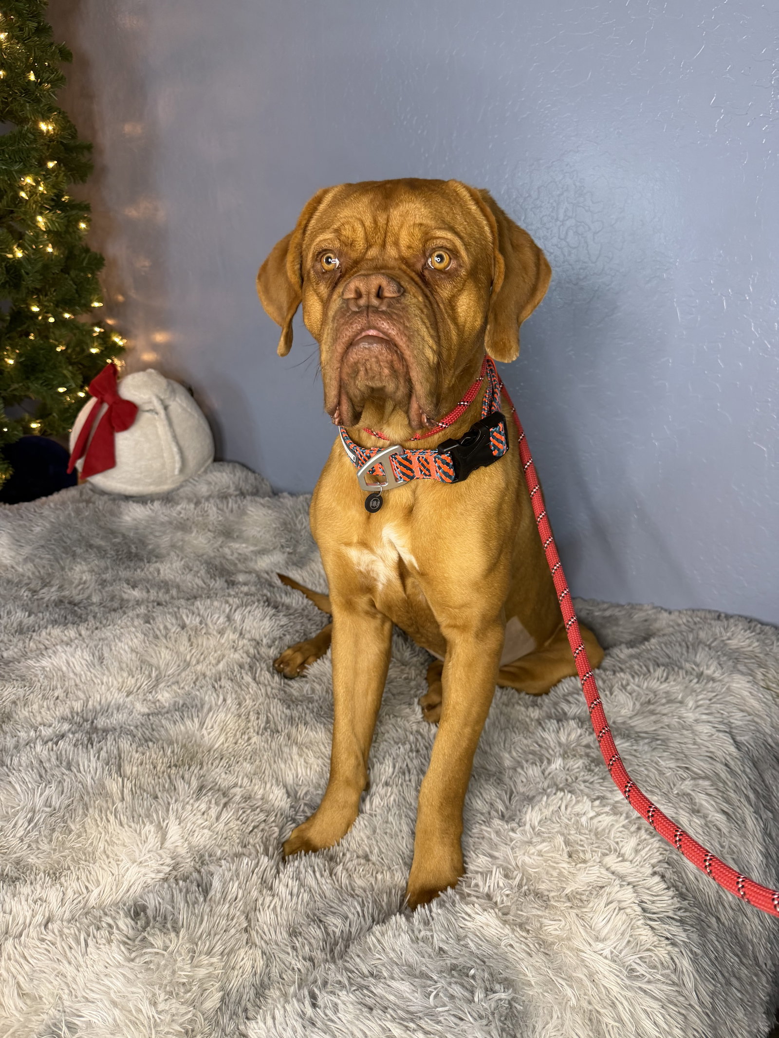 Bridget - adopted Image