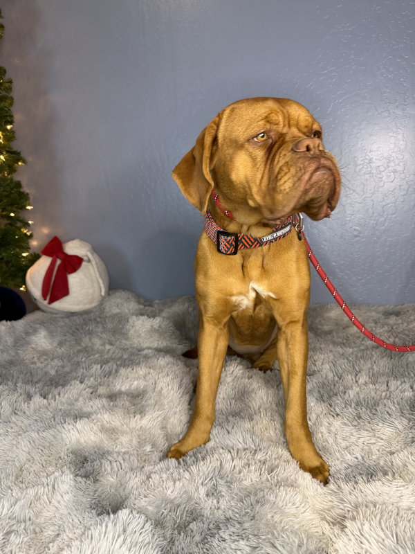 Bridget - adopted