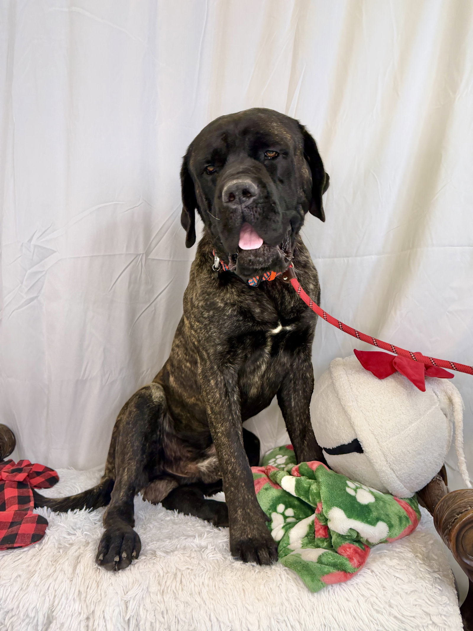 Randolph  ADOPTED Image