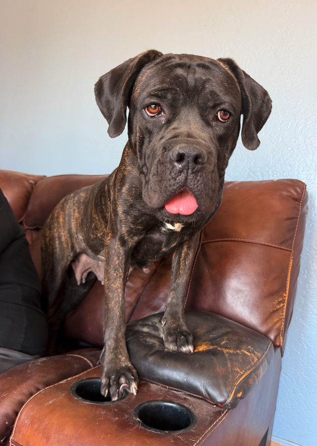 Mastiff