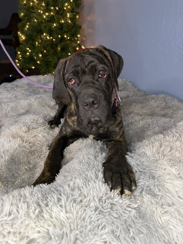 Buffy  adopted