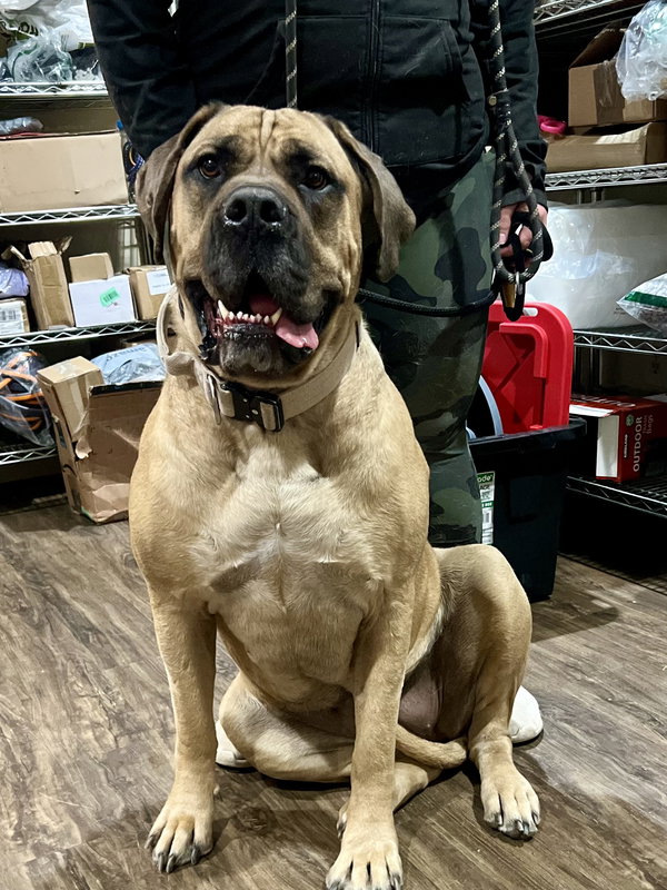 Remmi - adopted