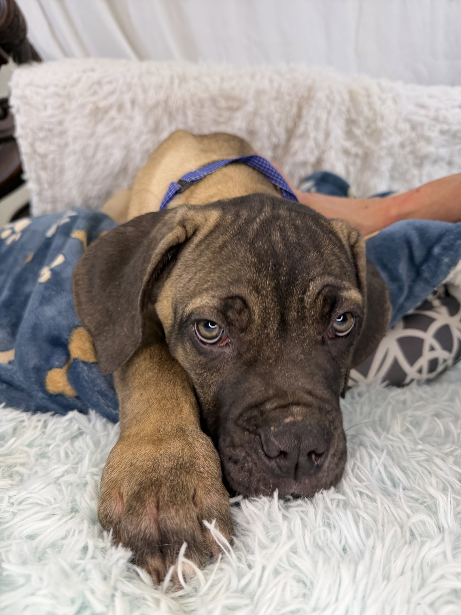 Cooper - adopted Image