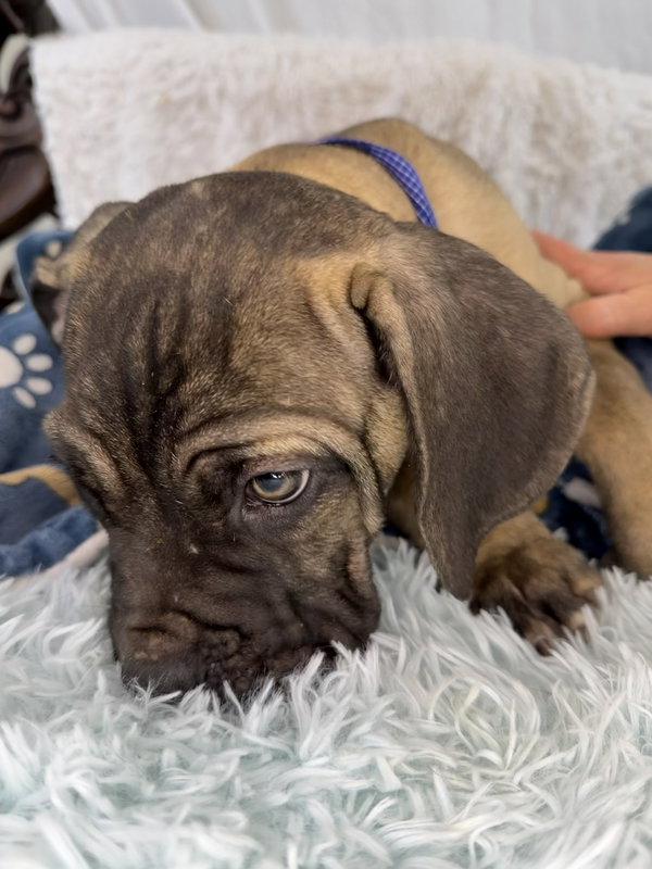 Cooper - adopted