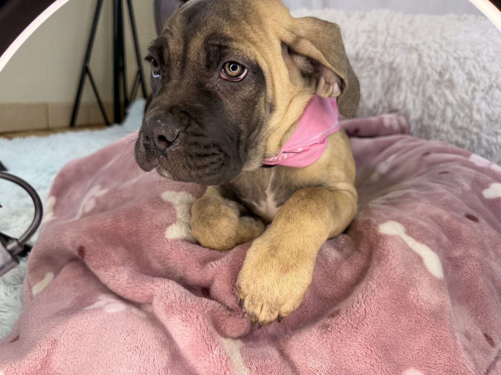 Chloe - adopted Image