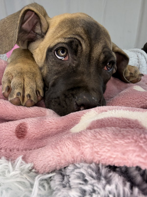 Chloe - adopted