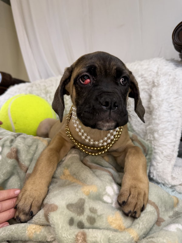 Charlotte - adopted
