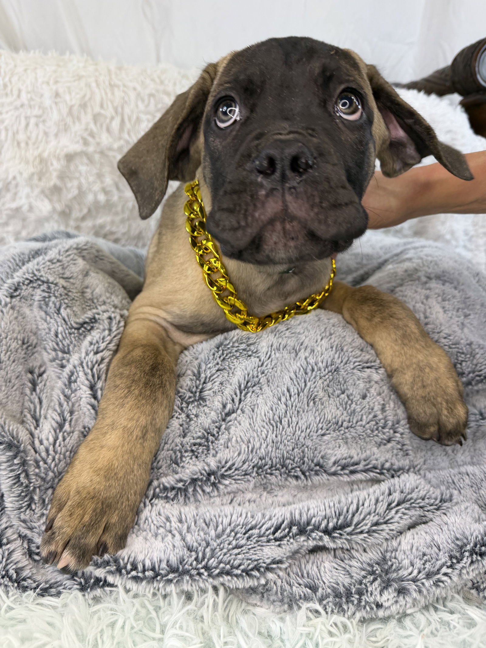 Connor - adopted Image