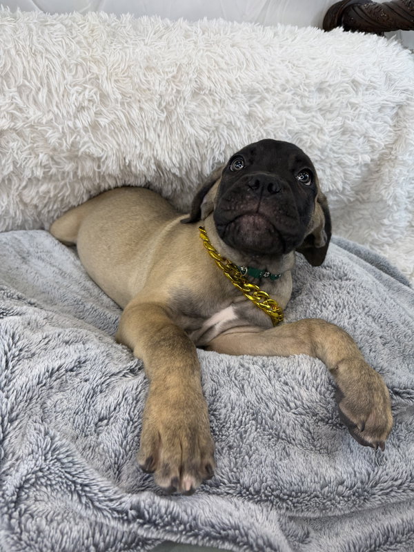 Connor - adopted