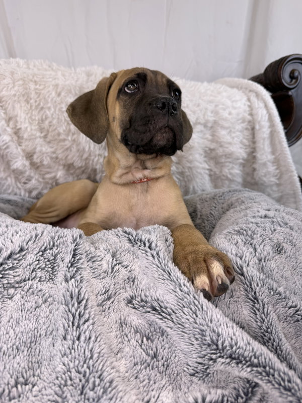 Camilia - adopted
