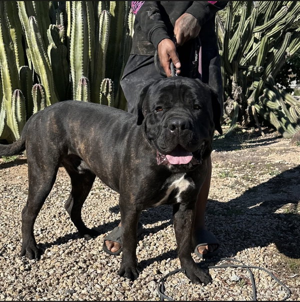 Rambo - adopted