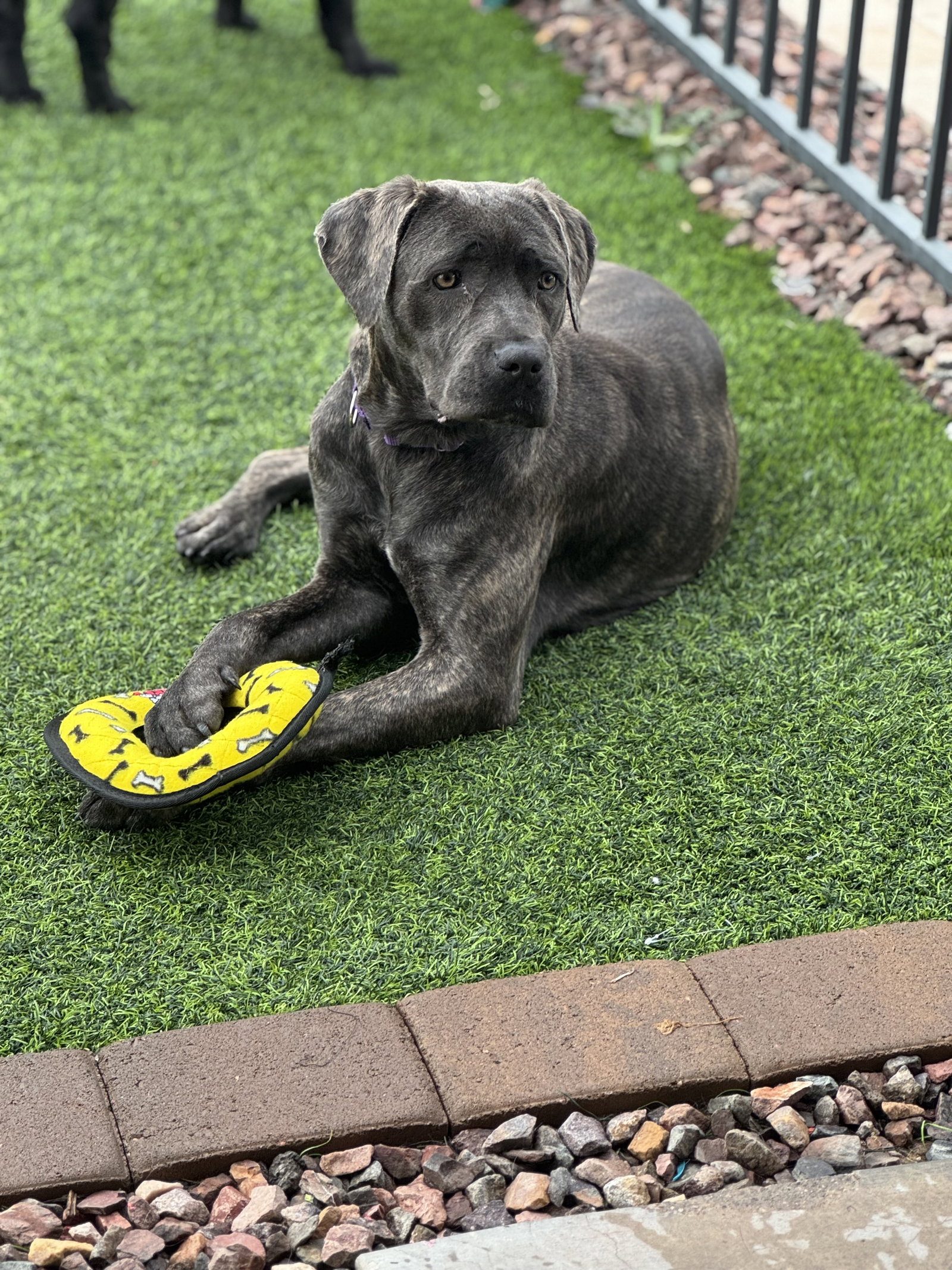 Sweetie - adopted Image